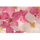 Apple Blossom