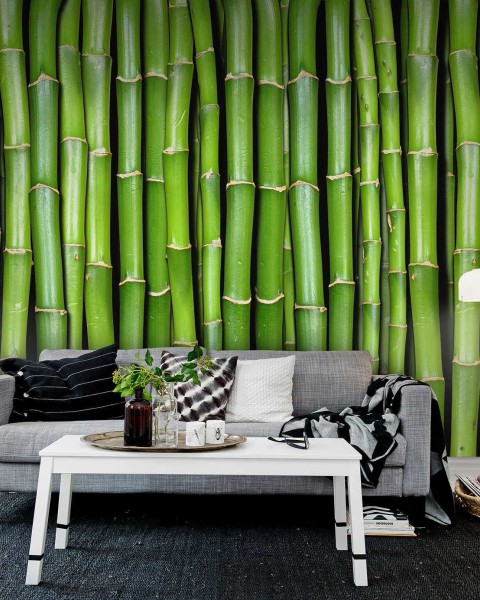 Bamboo
