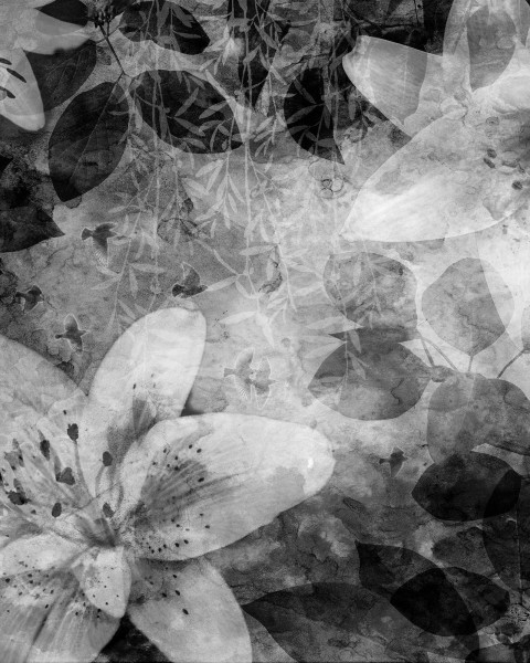 Garden of Dreams black & white