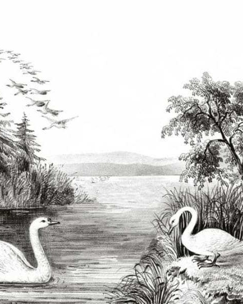 Swan Lake