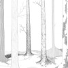 In the Forest lives