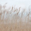 Swaying Reed