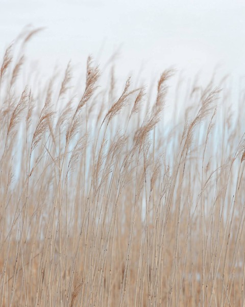 Swaying Reed
