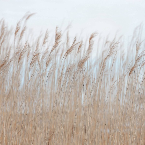 Swaying Reed