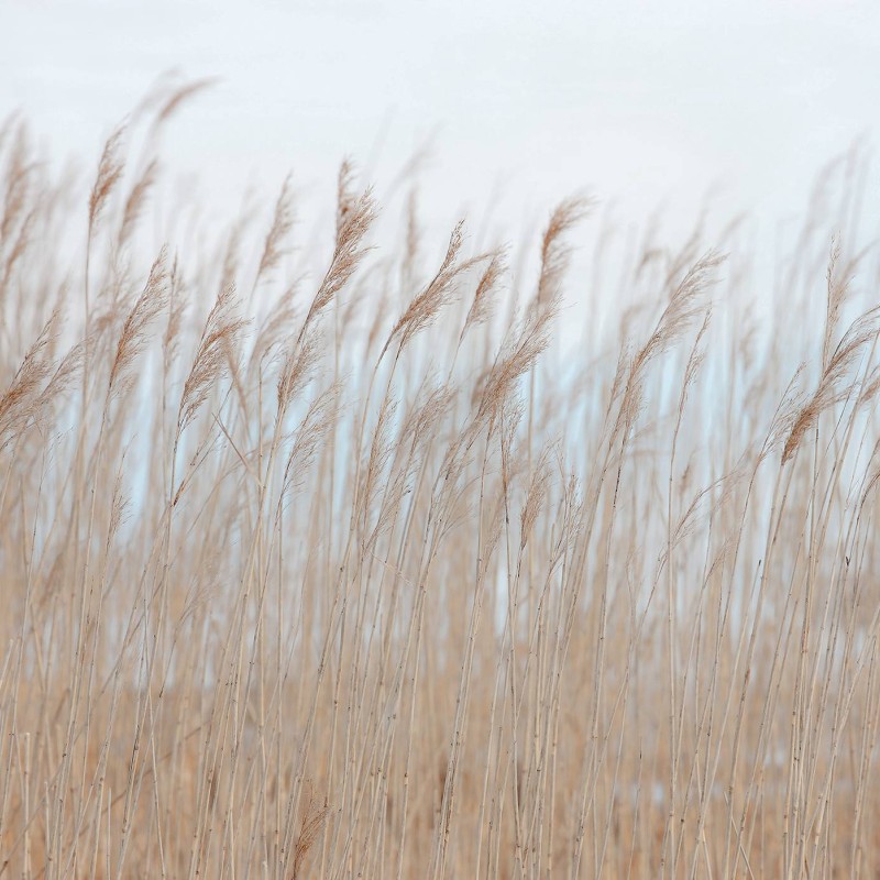 Swaying Reed