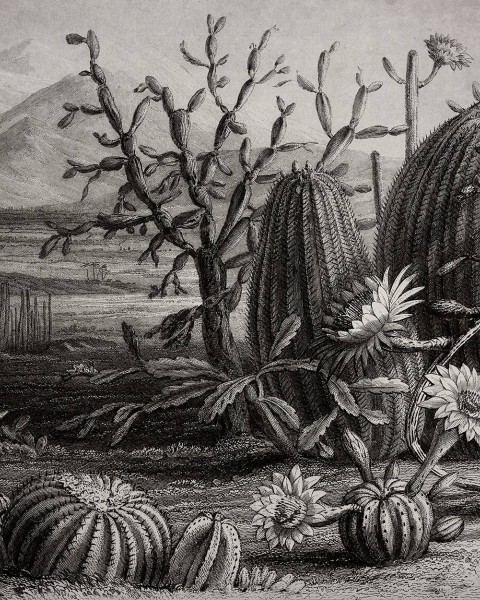 Cactus Garden