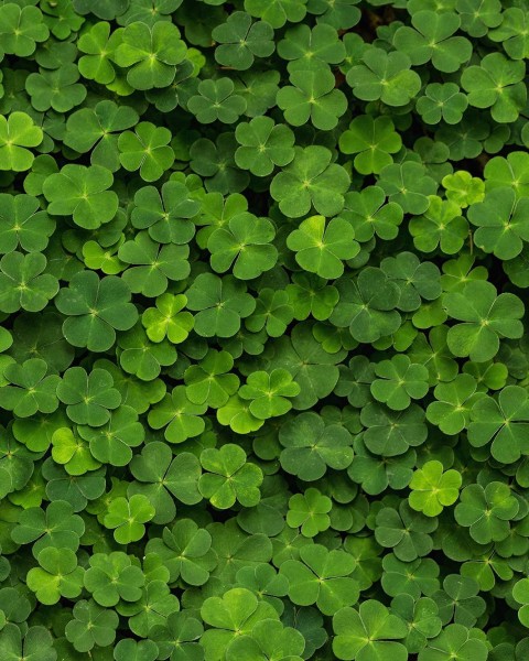 Clover