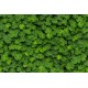 Clover