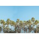 Riviera Daydream