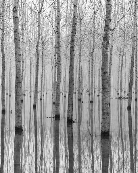 Birch Echo