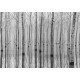 Birch Echo