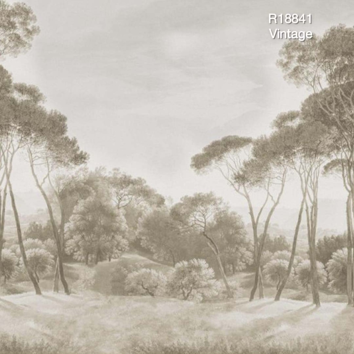 Pine Wood