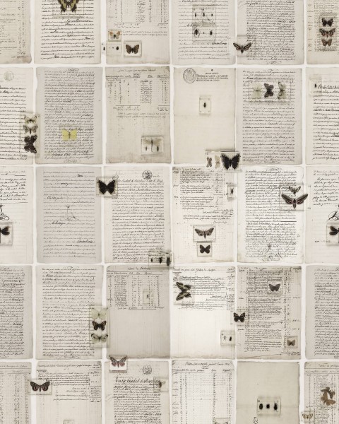 The Butterfly Library