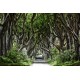 Magical Alley