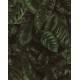 Amazon, Fern