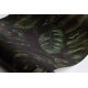 Amazon, Fern