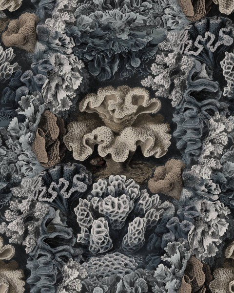 Aquila, Teal