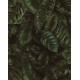 Cameroon, Fern