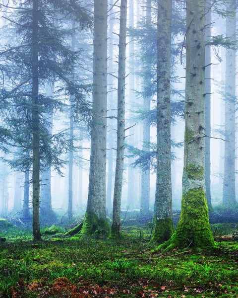 Blue Forest