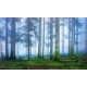 Blue Forest