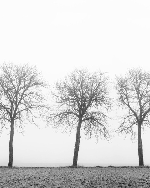 Tree Soldiers