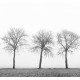 Tree Soldiers