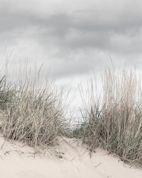 Pale Shore