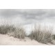 Pale Shore