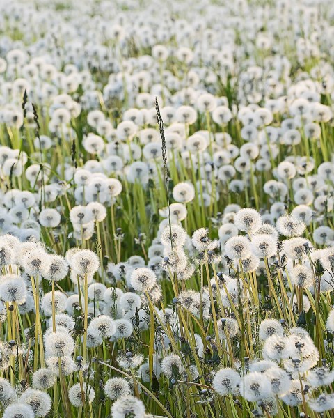 Dandelions