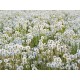 Dandelions