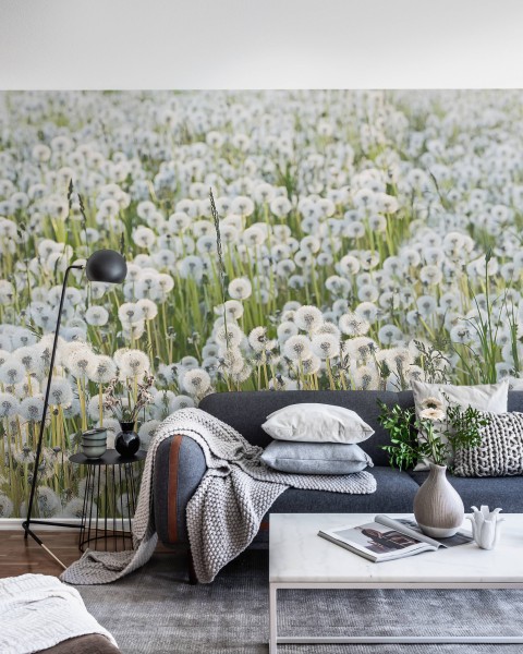 Dandelions