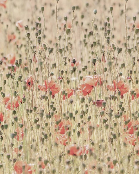 Poppies