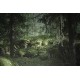 Virgin Forest