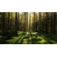 Forest Bath