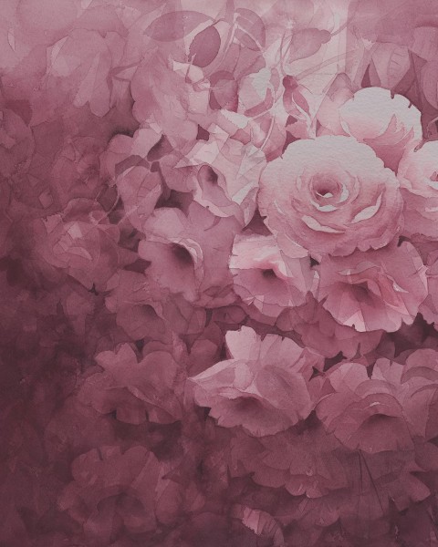 Harmony, Fuchsia