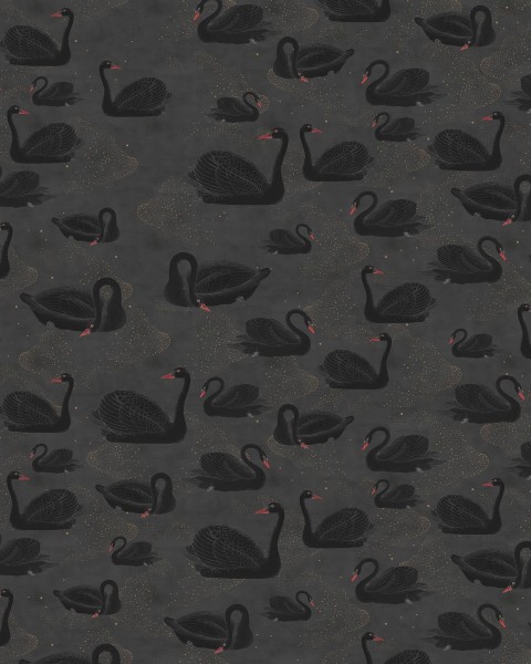 Cygne, Noir