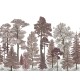 Scandinavian Bellewood, Dawn