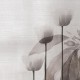 Rimura | Akari