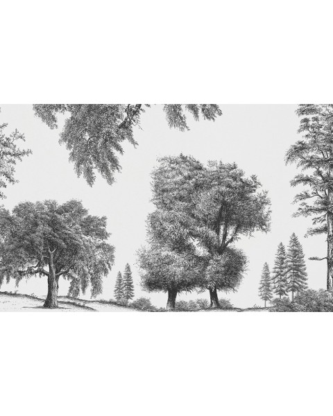 Rimura | Arboribus