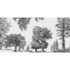 Rimura | Arboribus