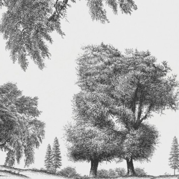 Rimura | Arboribus
