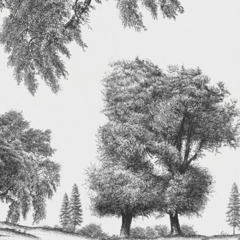 Rimura | Arboribus