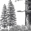 Rimura | Arboribus