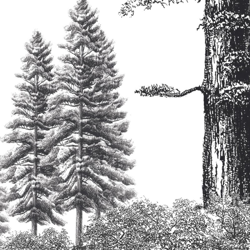 Rimura | Arboribus