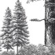 Rimura | Arboribus