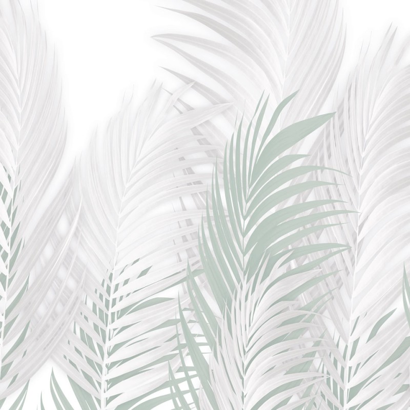Rimura | Areca