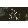 Rimura | Armonia 
