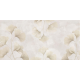 Rimura | Biloba