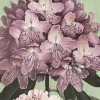 Rimura | Blumen