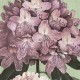 Rimura | Blumen